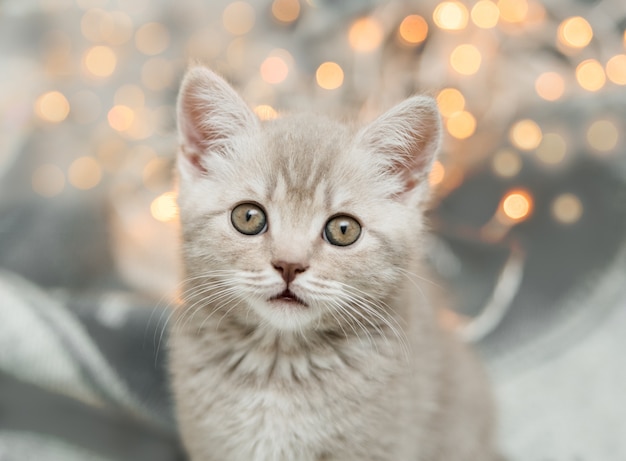 Lindo gatito gris atigrado con luz de Navidad. Heterosexual escocés.