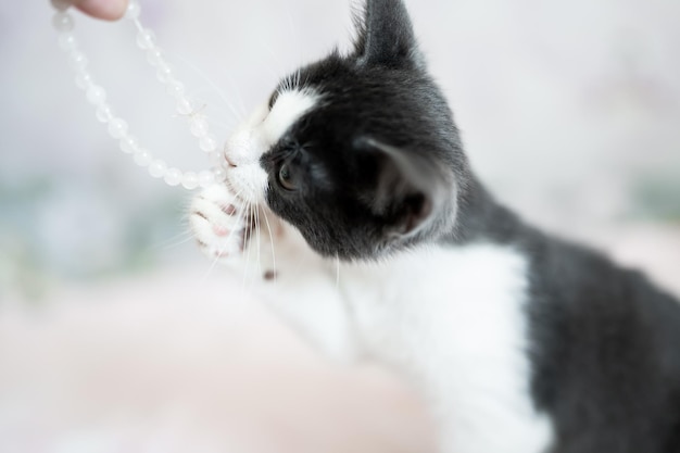 Foto lindo gatito gris y blanco sentado en el sofá joven lindo gatito en casa lindo hogar divertido