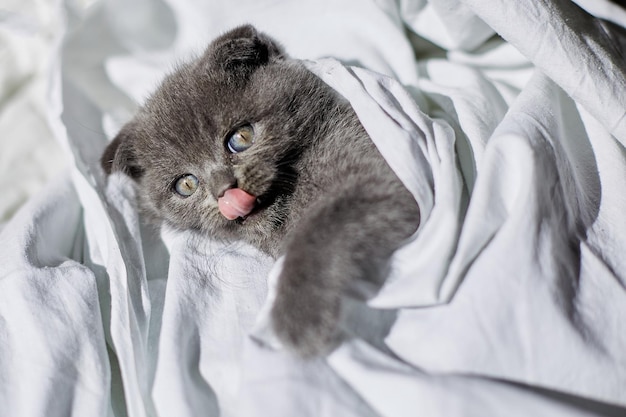 Lindo gatito gris británico en la cama en casa gato gracioso mirando a la cámara Amor animales mascota