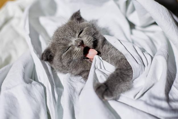 Lindo gatito gris británico en la cama en casa gato gracioso mirando a la cámara Amor animales mascota