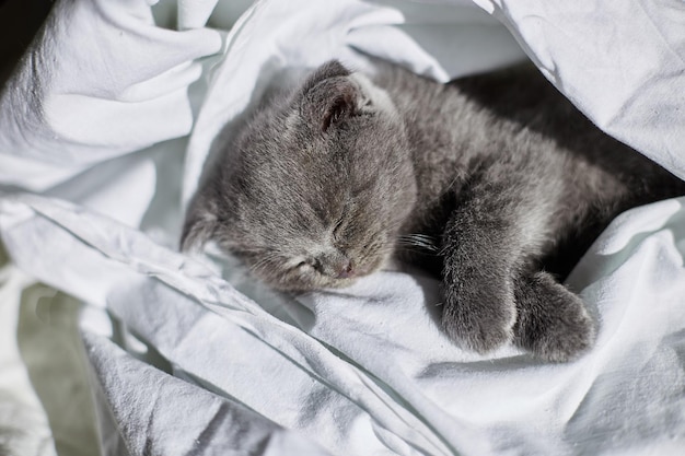 Lindo gatito gris británico durmiendo en la cama en casa gato divertido dormir