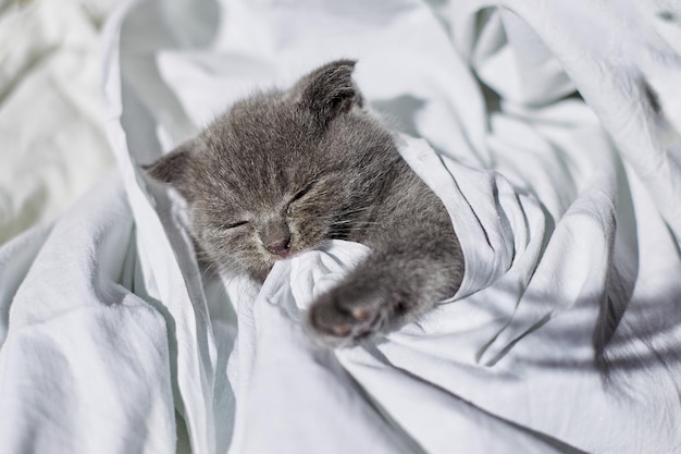 Lindo gatito gris británico durmiendo en la cama en casa gato divertido dormir