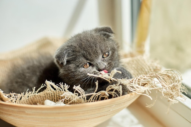 Lindo gatito gris británico escocés en la cesta en casa gato divertido