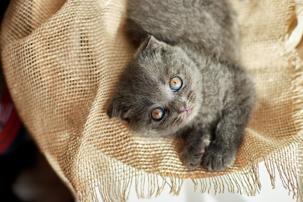 Lindo gatito gris británico escocés en la cesta en casa gato divertido