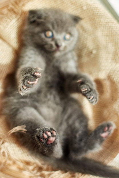 Lindo gatito gris británico escocés en la cesta en casa gato divertido