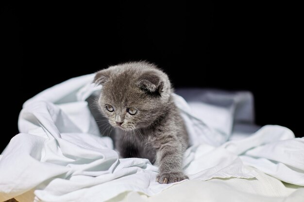 Lindo gatito gris británico juguetón en la cama en casa gato divertido Amor animales mascota
