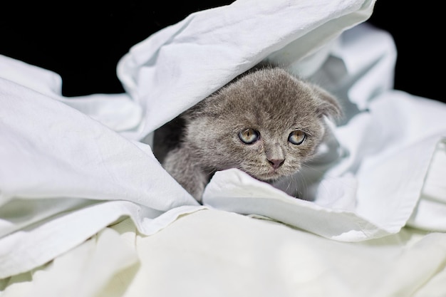 Lindo gatito gris británico juguetón en la cama en casa gato divertido