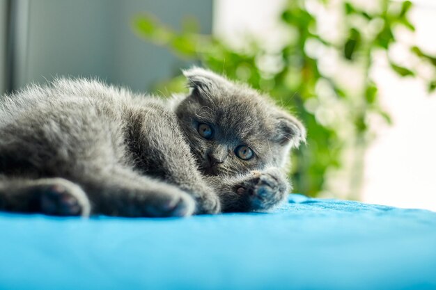 Lindo gatito gris británico juguetón en casa gato divertido Amor animales mascota