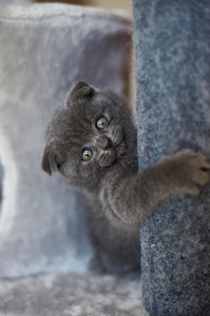 Lindo gatito gris británico juguetón jugando en muebles Arañando el árbol disuasorio en casa Postes rascadores Gato divertido Ama a los animales mascota