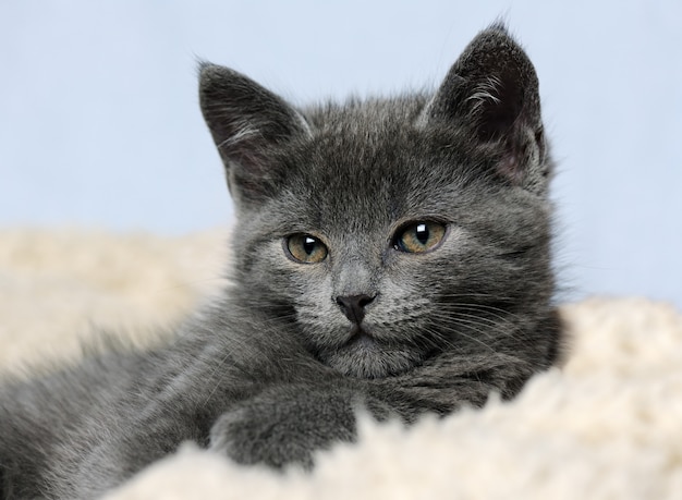 Lindo gatito gris de cerca