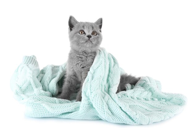 Lindo gatito gris en cuadros cálidos aislado en blanco