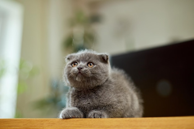 Lindo gatito gris escocés juguetón en el lugar de trabajo de la mesa de madera