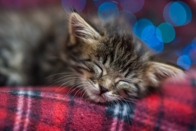 Lindo gatito gris esponjoso con rayas oscuras durmiendo en una tela escocesa roja de luces de Navidad multicolores