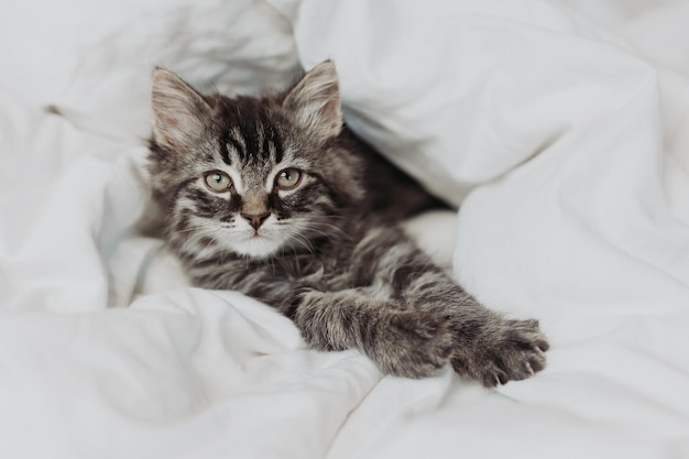 lindo gatito gris está acostado al lado de una cama con ropa de cama de algodón blanco. mascotas en casa