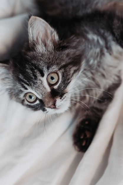 lindo gatito gris está acostado al lado de una cama con ropa de cama de algodón blanco. mascotas en casa