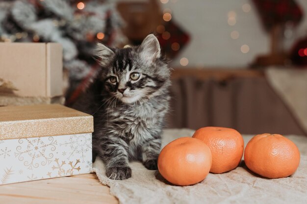 lindo gatito gris está sentado con cajas de regalo y mandarinas para el Año Nuevo