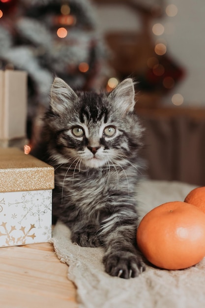 lindo gatito gris está sentado con cajas de regalo y mandarinas para el Año Nuevo