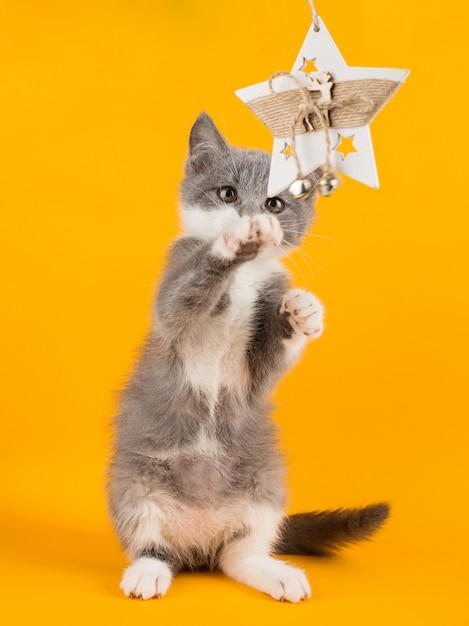 Lindo gatito gris jugando divertido y divertido con un juguete de navidad en un amarillo.