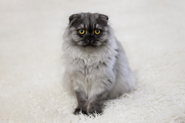 Lindo gatito gris con ojos amarillos se sienta en una alfombra blanca