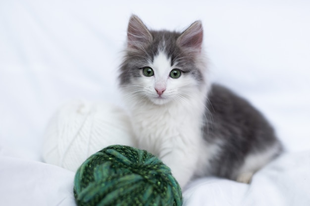 Lindo gatito gris con ojos verdes mirando a la cámara, jugando con una bola de hilo