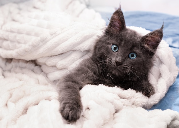 Lindo gatito gris oscuro yace bajo una manta blanca