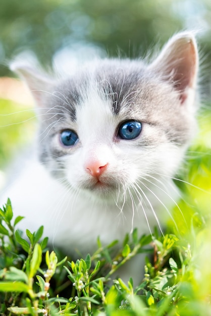 Lindo gatito gris en pasto verde