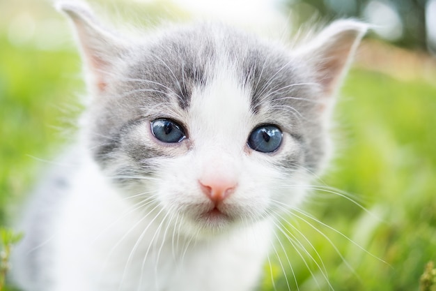 Lindo gatito gris en pasto verde