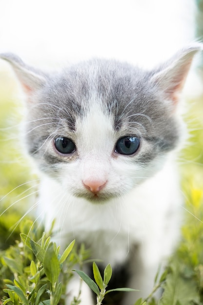 Lindo gatito gris en pasto verde