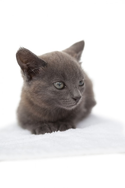 Lindo gatito gris sentado en una toalla blanca