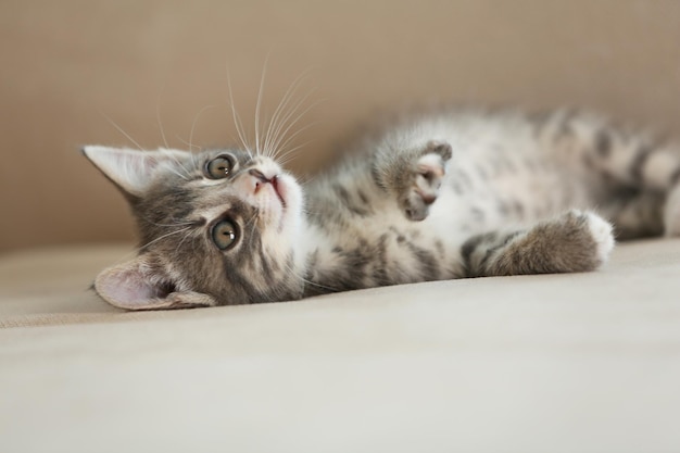 Lindo gatito gris en el sofá en casa