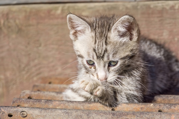 Lindo gatito gris