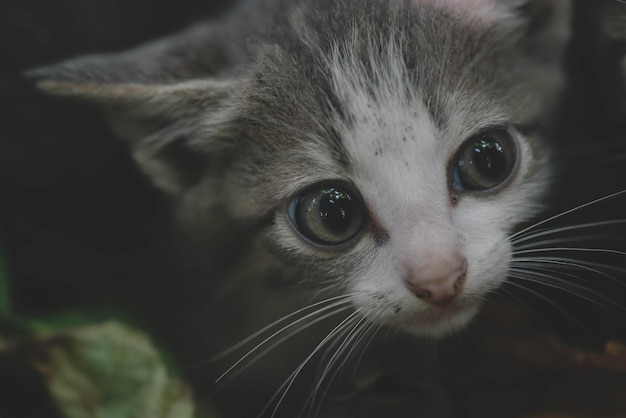 Un lindo gatito hermoso