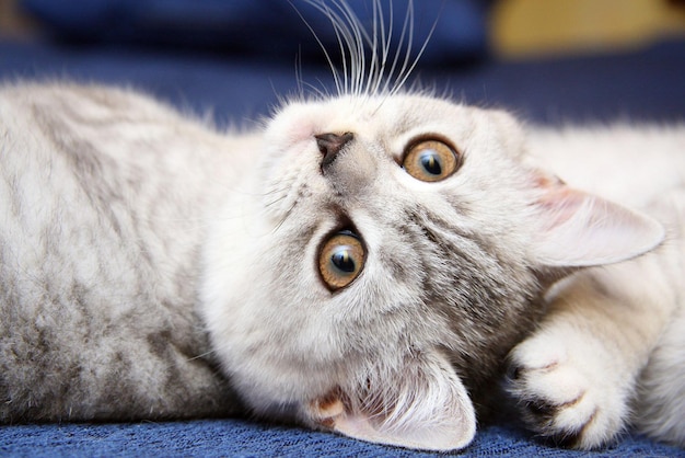 Un lindo gatito con hermosos ojos yace en la cama.