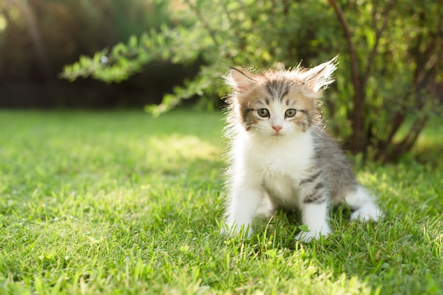 Lindo gatito en la hierba, en verano