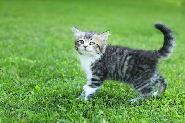 Lindo gatito en la hierba, en verano.