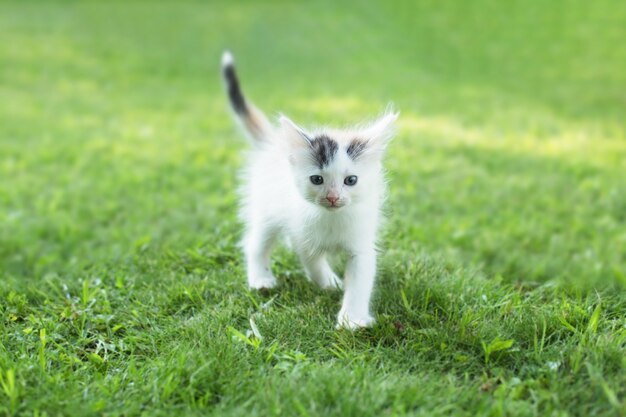 Lindo gatito en la hierba, en verano.