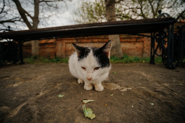 Foto lindo gatito sin hogar comiendo sobras