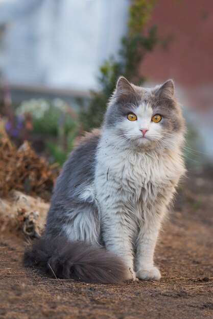 Lindo gatito en el jardín