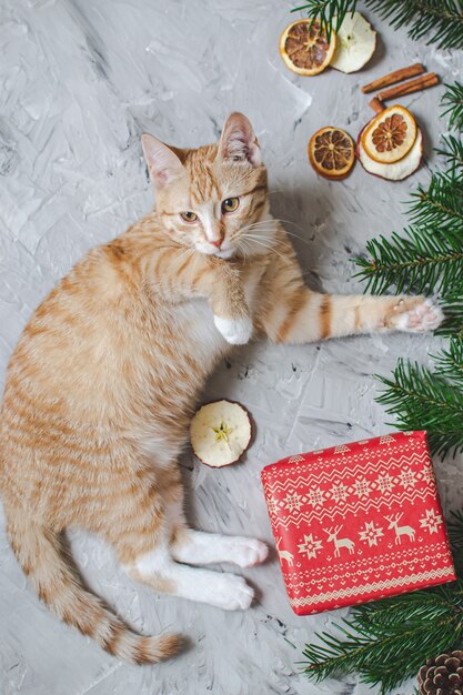 Lindo gatito jengibre acostado en una manta de piel sintética blanca suave con caja de regalo de papel rojo Navidad Año Nuevo vintage