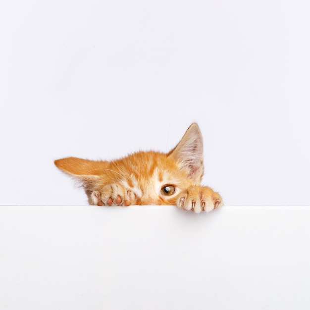 Un lindo gatito de jengibre se asoma desde el borde de una pizarra blanca. Copia espacio