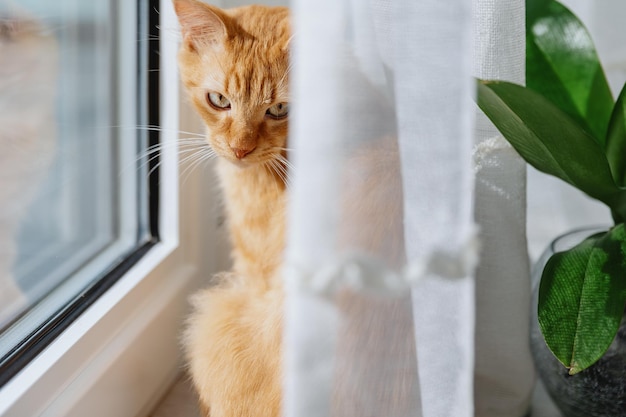 Lindo gatito jengibre pensativo se sienta cerca de la ventana