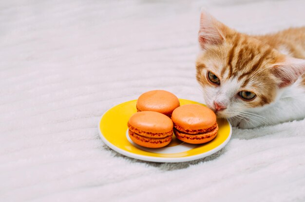 Lindo gatito de jengibre con un plato de macarrones.