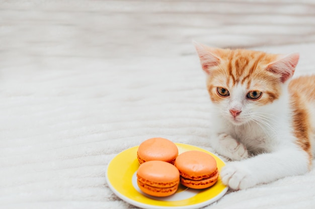 Lindo gatito de jengibre con un plato de macarrones.