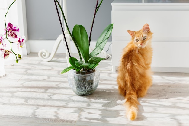 Un lindo gatito de jengibre se sienta cerca de una orquídea y una ventana en una habitación.