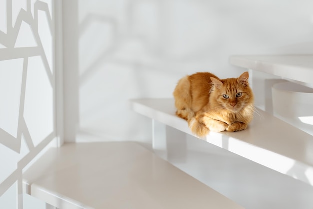 Lindo gatito jengibre se sienta en las escaleras del apartamento