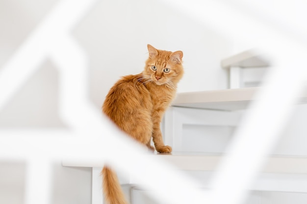 Lindo gatito jengibre se sienta en las escaleras y mira hacia otro lado