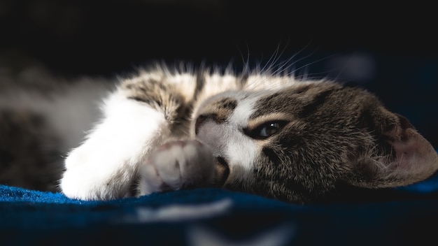 Lindo gatito joven tendido en la cama