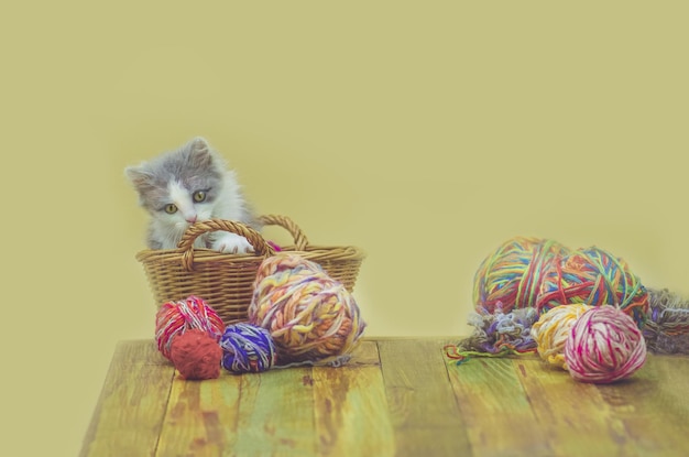 Lindo gatito jugando con accesorios de tejer El gato se sienta en una canasta con bolas de tejer Gatito juguetón sobre un fondo de madera