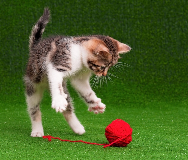 Foto lindo gatito jugando hilo rojo sobre césped verde artificial