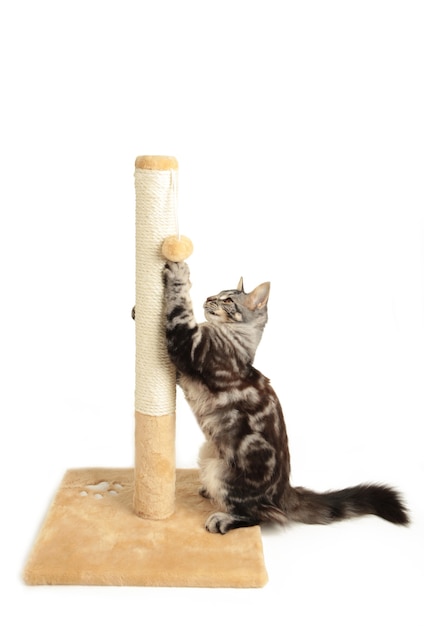 Un lindo gatito jugando con rascador aislado sobre un fondo blanco.